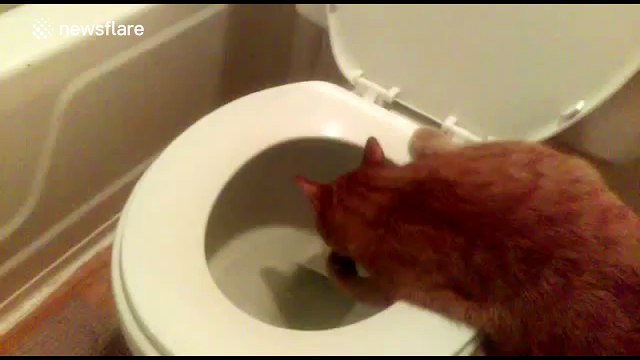 Thirsty cat drinks from toilet