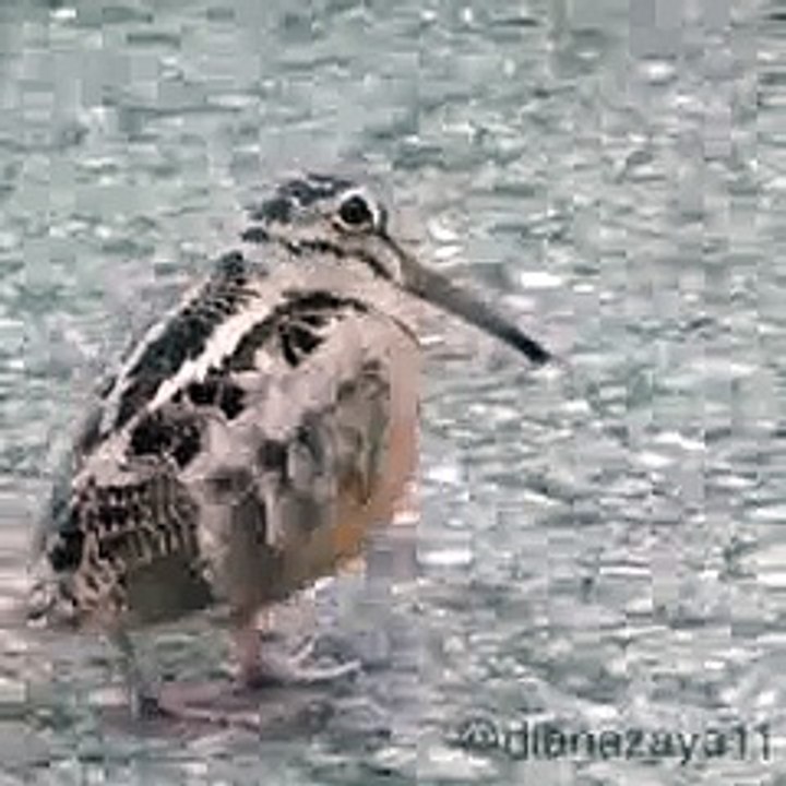 Cute Bird Dancing