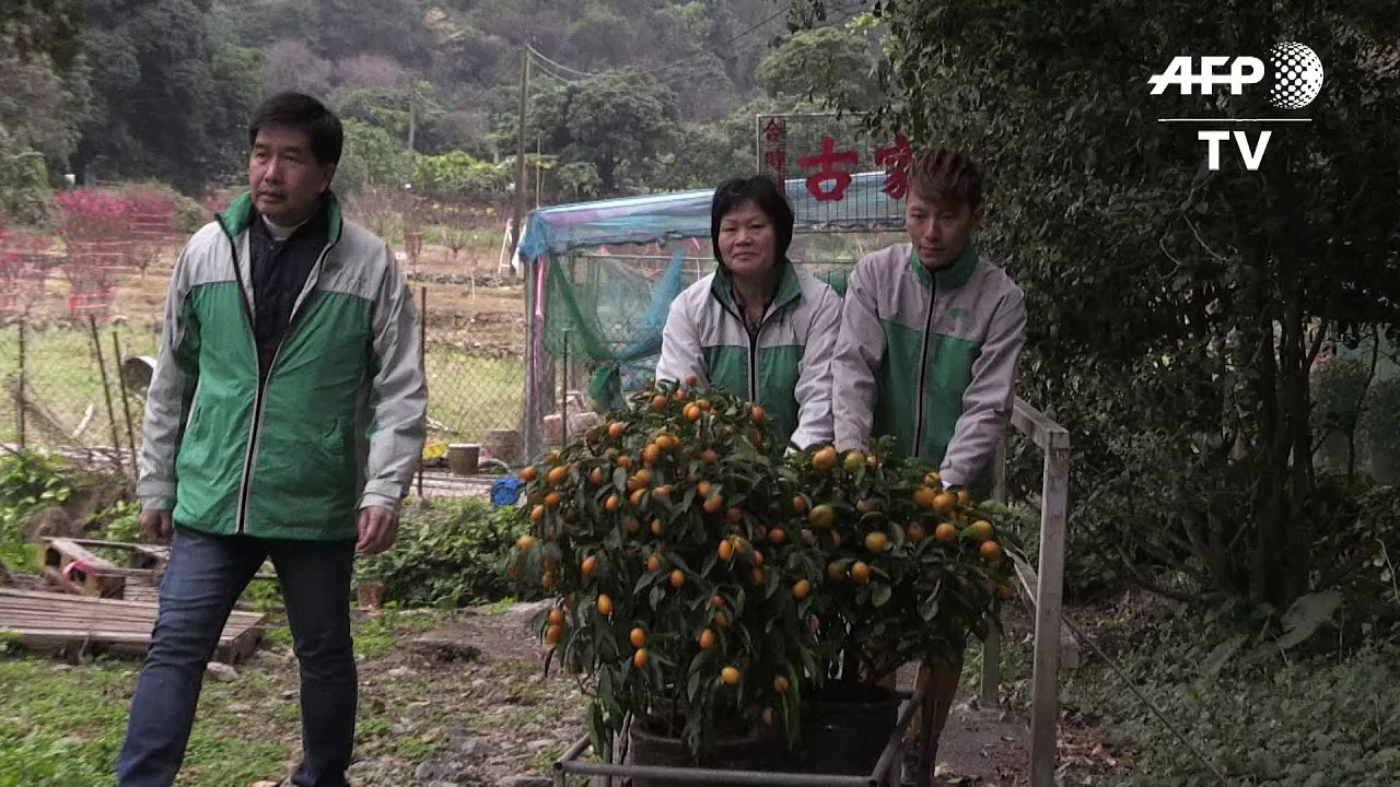Mandarinen-Bäume auf dem Müll: Umweltproblem in Hongkong