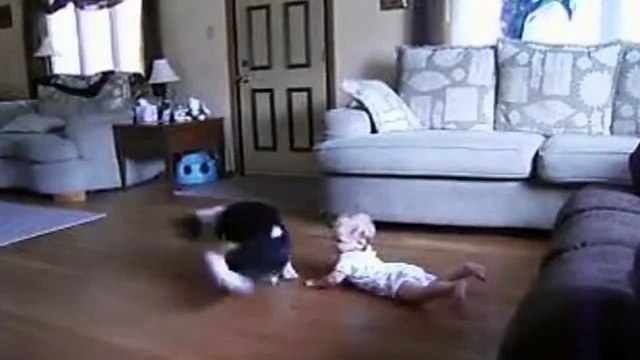 Смешные собаки Бигль. Подборка 2015