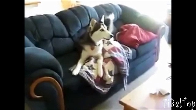 Смешные и милые хаски. Подборка видео хаски 2015