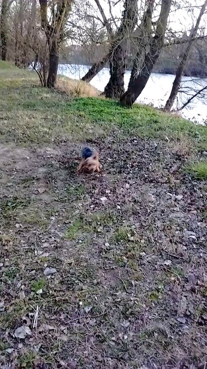 Rouky court comme un dératé