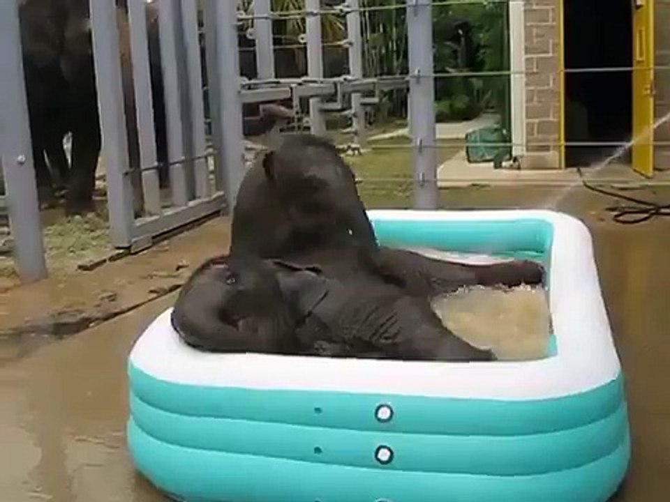 Two Baby Elephants in pool
