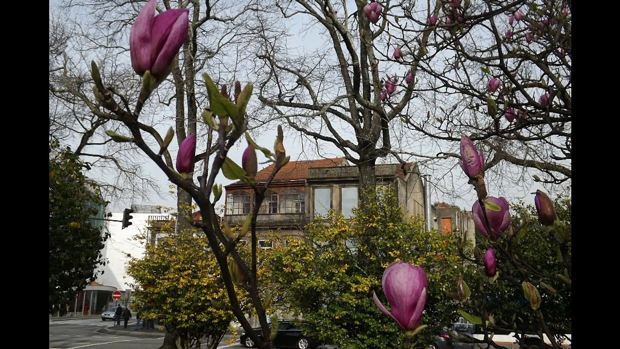 les magnolias