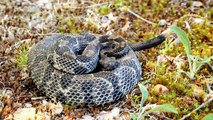 Massachusetts’ Proposed Rattlesnake Sanctuary Making Some People Anxious