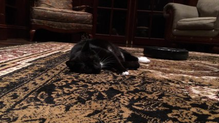 Cat enjoys massage from Roomba machine