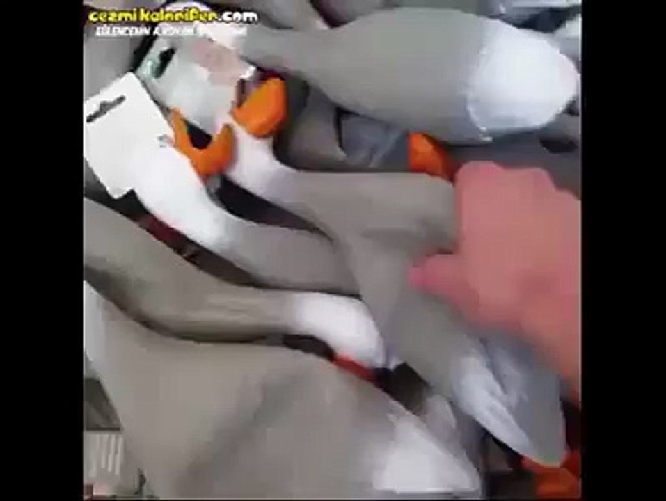 Oyuncak Ördek Korosu