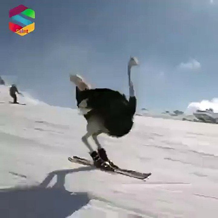 Avestruces Esquiando