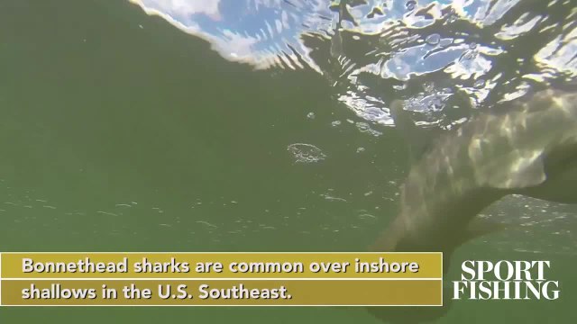 SPF Fish Facts - Bonnethead Shark v2