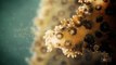 Coral Bleaching: A Breakdown of Symbiosis