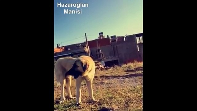 Aykut Elmas Yeni Vine Videoları 2016 [HD]
