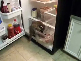 Un mini-raton care a dat iama in frigider pe Tare.