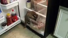 Un mini-raton care a dat iama in frigider pe Tare.