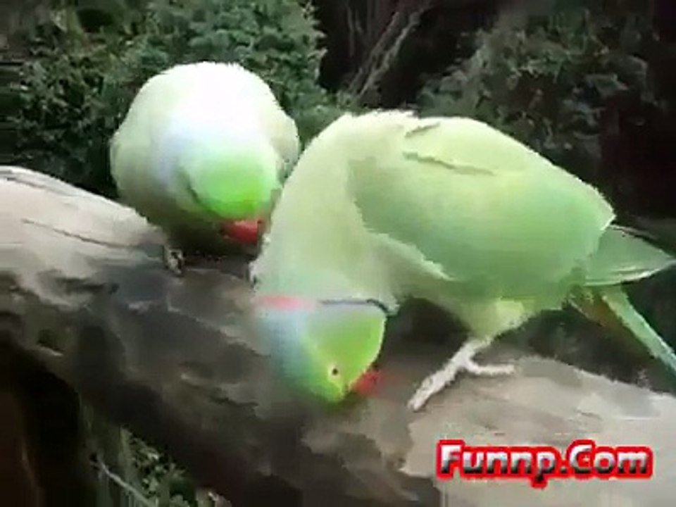 2 parrots having a conversation - Fun 4 Everyone