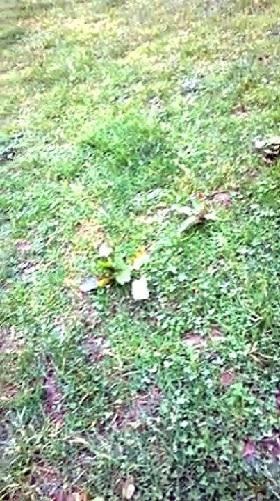 12781173_446103492263263_254391267_n
