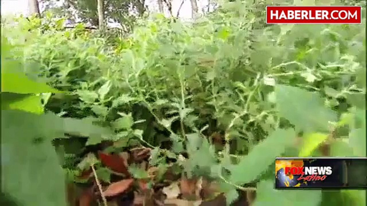 17 Aylık Bebek Zehirli Yılanı Isırarak Öldürdü
