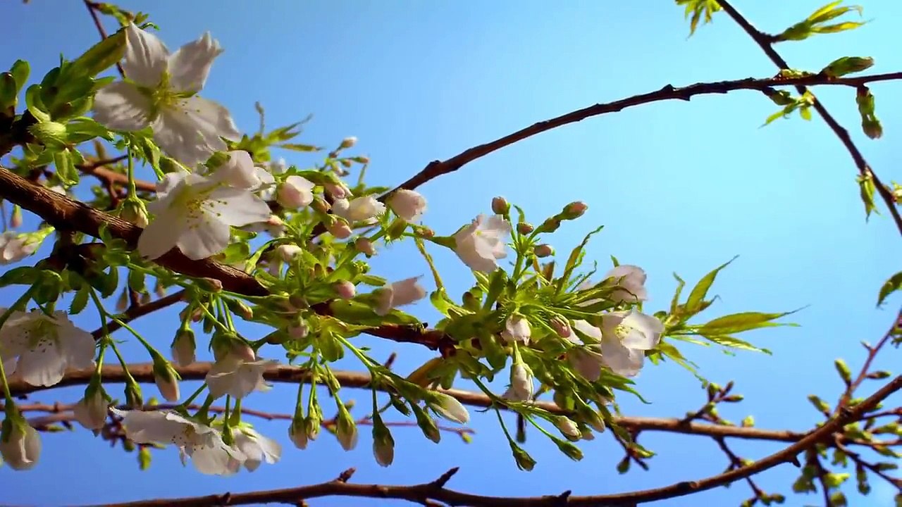 Beautiful Nature - Spring 1080p HD
