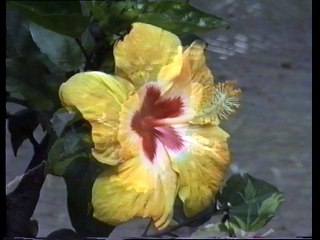 Plongée : Préparation au brevet - Niveau 2