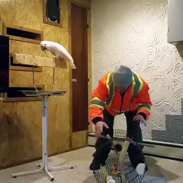 cockatoo loses his mind after man destroy his cage video Dailymotion