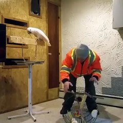 cockatoo loses his mind after man destroy his cage