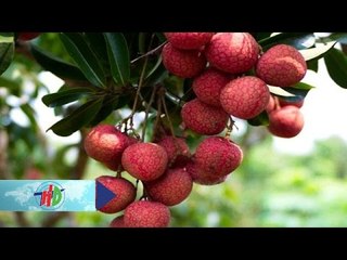 Vải thiều: Chín đỏ vườn, "nóng ran" chuyện xuất khẩu | HDTV