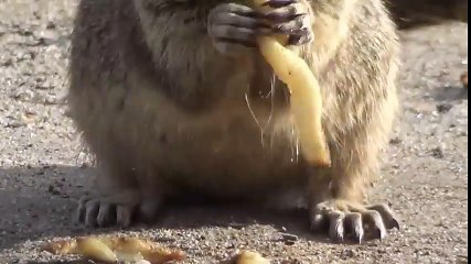 Squirrel eat french fries and hamburger