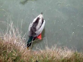 PATINAGE DE HAUT NIVEAU   MONTAGE