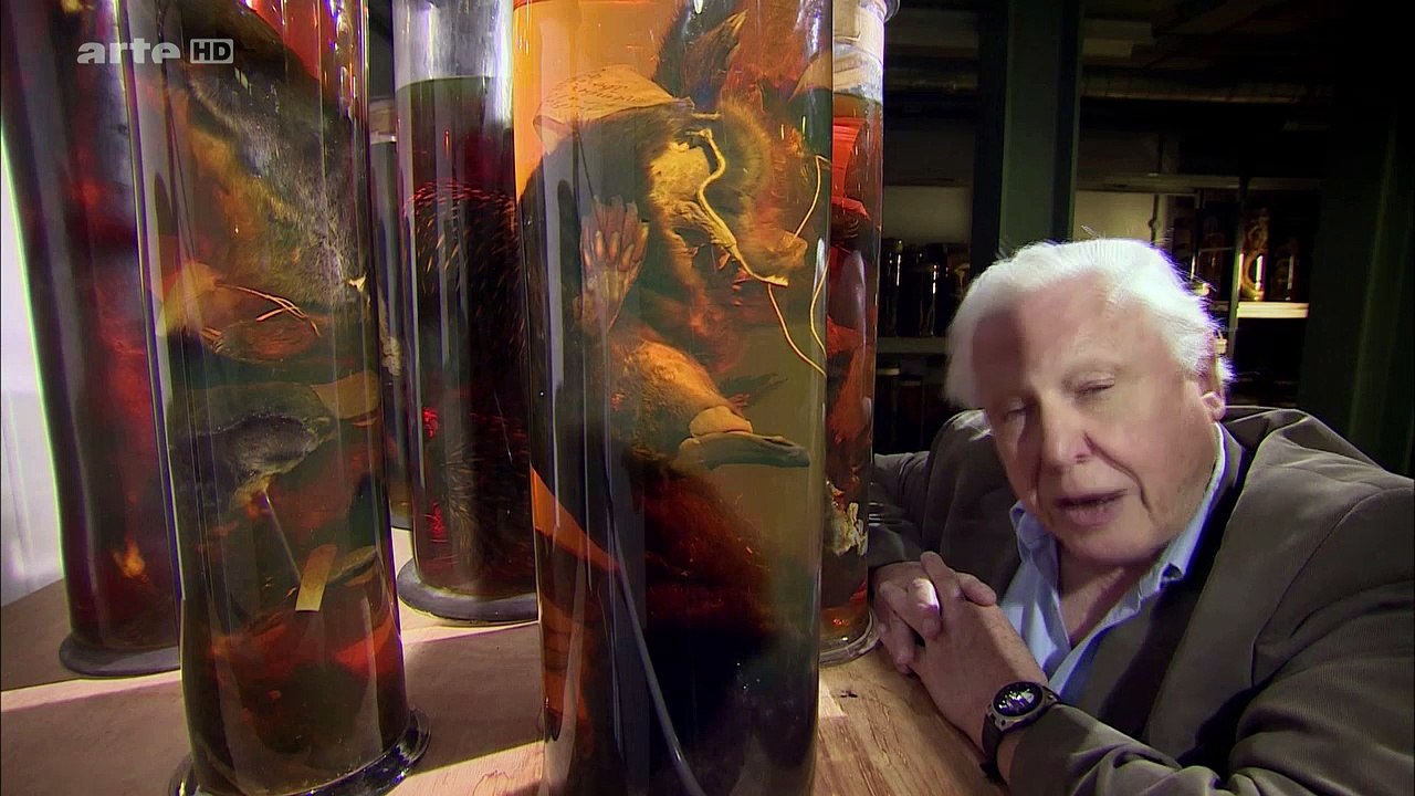 Curiosités Animales: Le Crapaud & L'ornithorynque