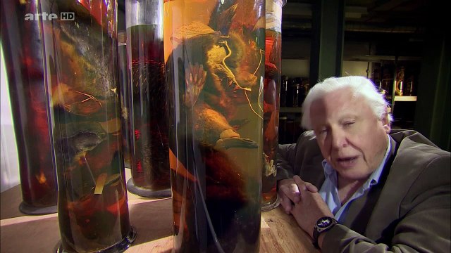 Curiosités Animales: Le Crapaud & L'ornithorynque