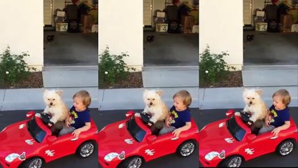 Funny Dog - Dog drives little Boy in car -