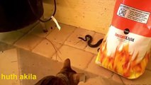 Funny cats funny cat videos Cat Vs Snake Cute Kittens Videos Cat