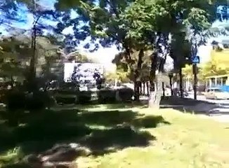 Осторожно!!! -- Дикий кабан в городе! Опасные животные. Случайный свидетель