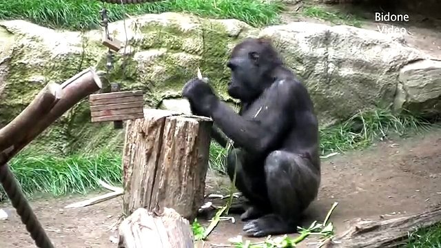 Zoo Leipzig - Gorillas Monkeys