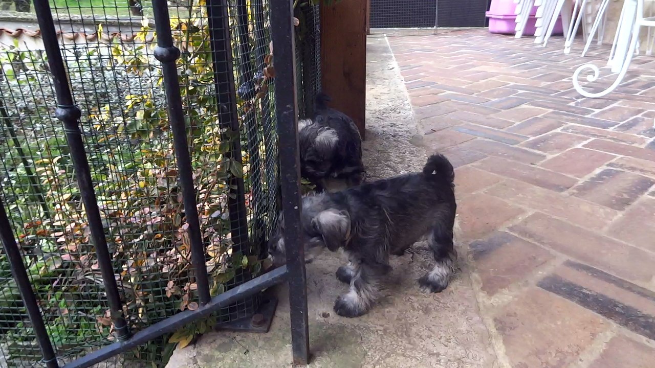 sur le balcon 2016 avec les chiots schnauzers nains P&S