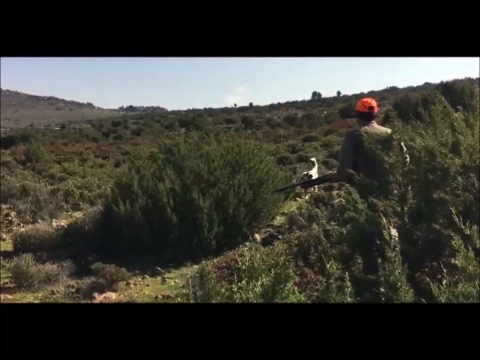 setter rüzgar ve keklik şarkısıyla güzel bir ferma