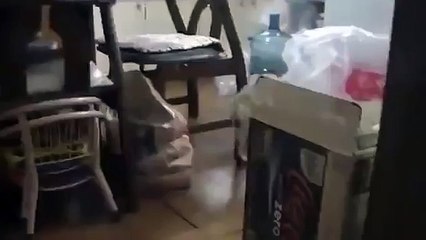 funny video  Cat Polishes Kitchen Floor