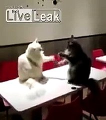 Funny video  Cats Play Patty Cake
