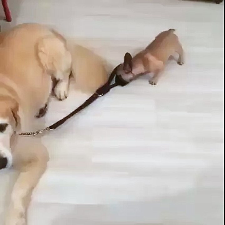 A puppy wants to take his older dog buddy for a walk...