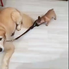 A puppy wants to take his older dog buddy for a walk...