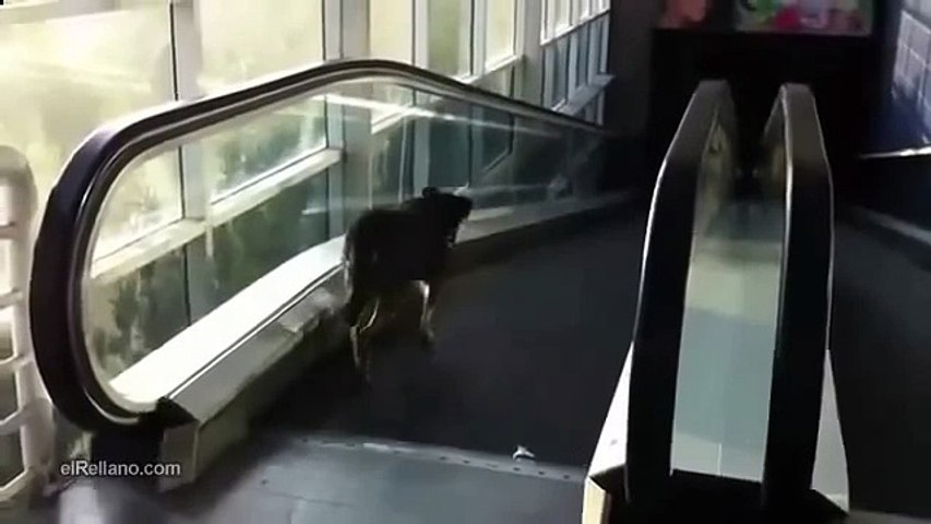 Смехота! -- Собака решила пройтись по эскалатору -) Глупая собака