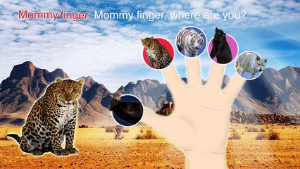 Animals 3D Finger Family Nursery Rhymes Lyrics