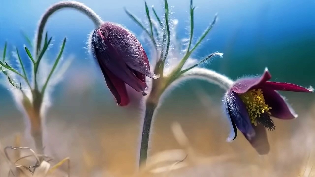 __