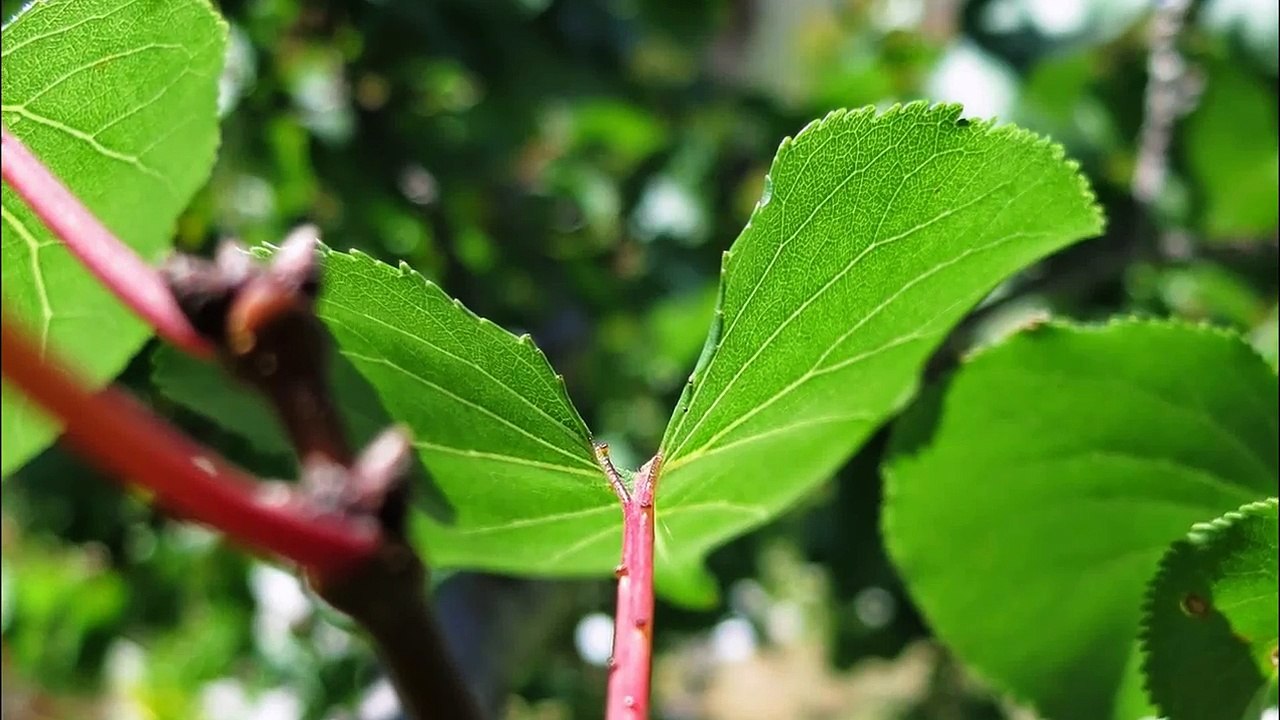 Pelangsing Ulfa Hasan obat pelangsing badan alami tradisional indonesia