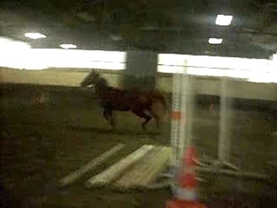 Mon cheval en liberté