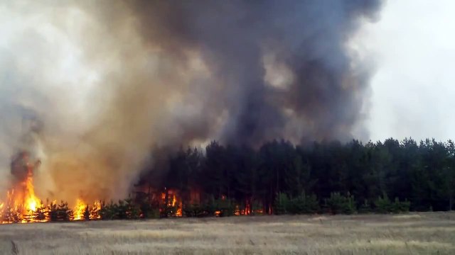 Лесной пожар в Самарской области