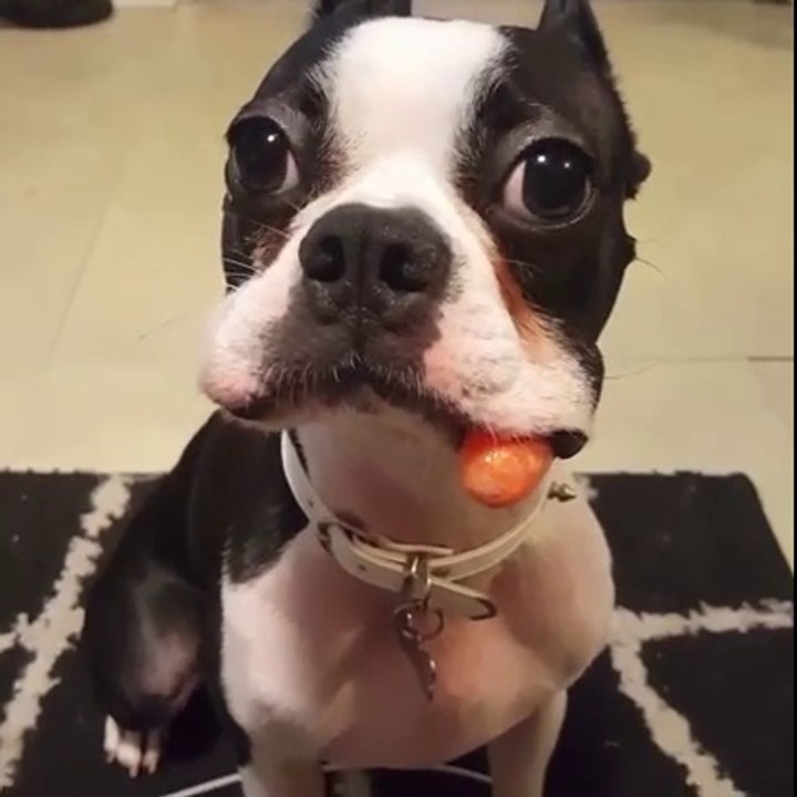 Un chien cache une carotte dans ses joues