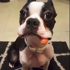 Un chien cache une carotte dans ses joues