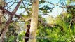 Ilha dos Lêmures  Madagascar (Island of Lemurs  Madagascar, 2014) - Trailer HD Legendado