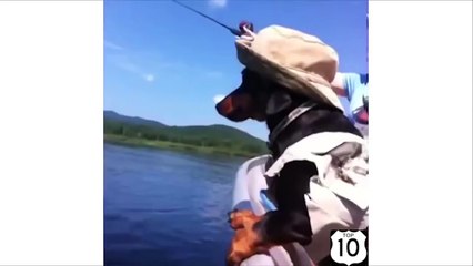 Комочки и комки позитива. Смешные и весёлые собак