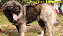 Funny Dogs With 10 Biggest Dog Breeds In The World